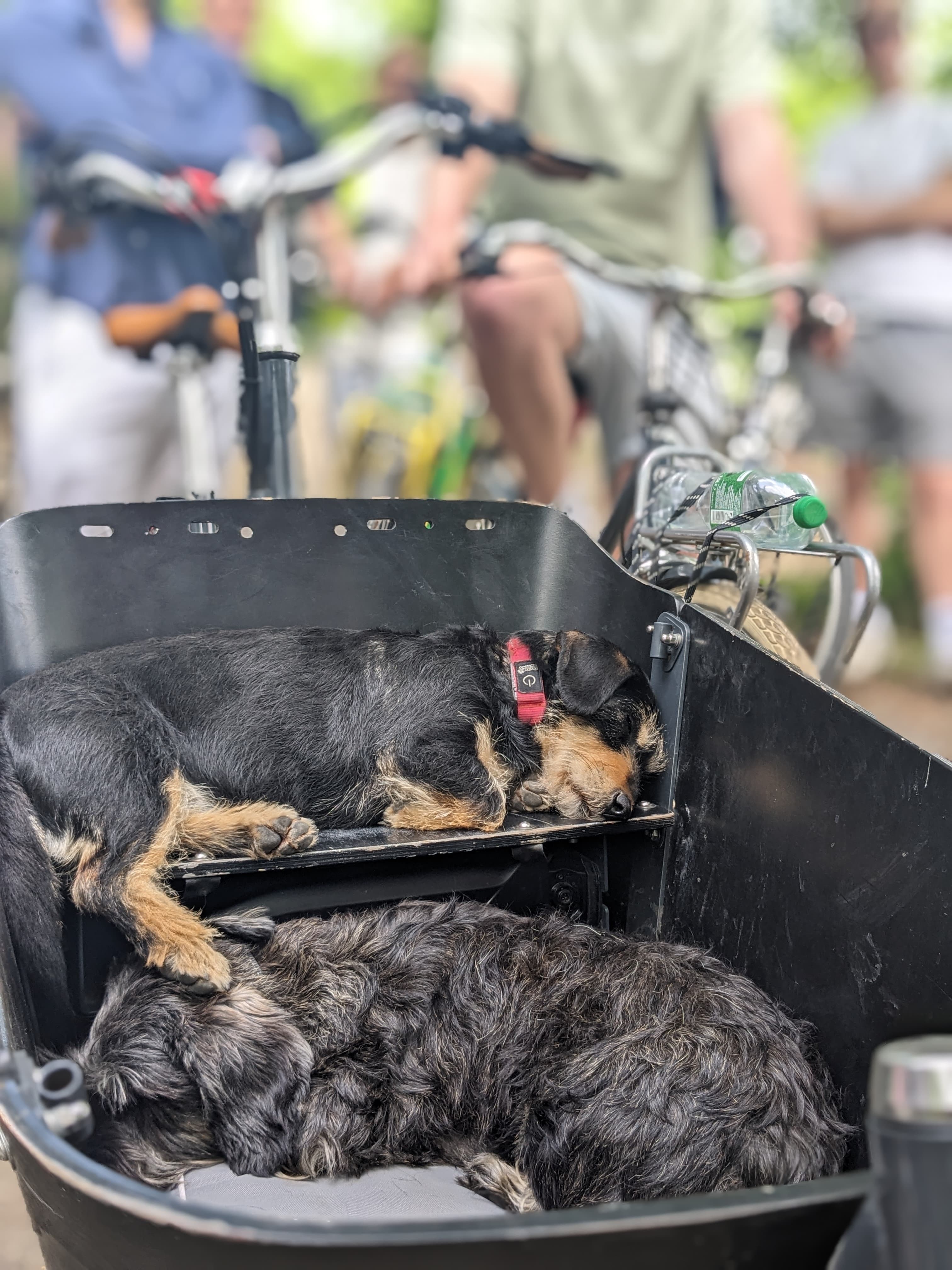 Murphy and Magnus on a Doggy Bag Tours bike tour in Berlin