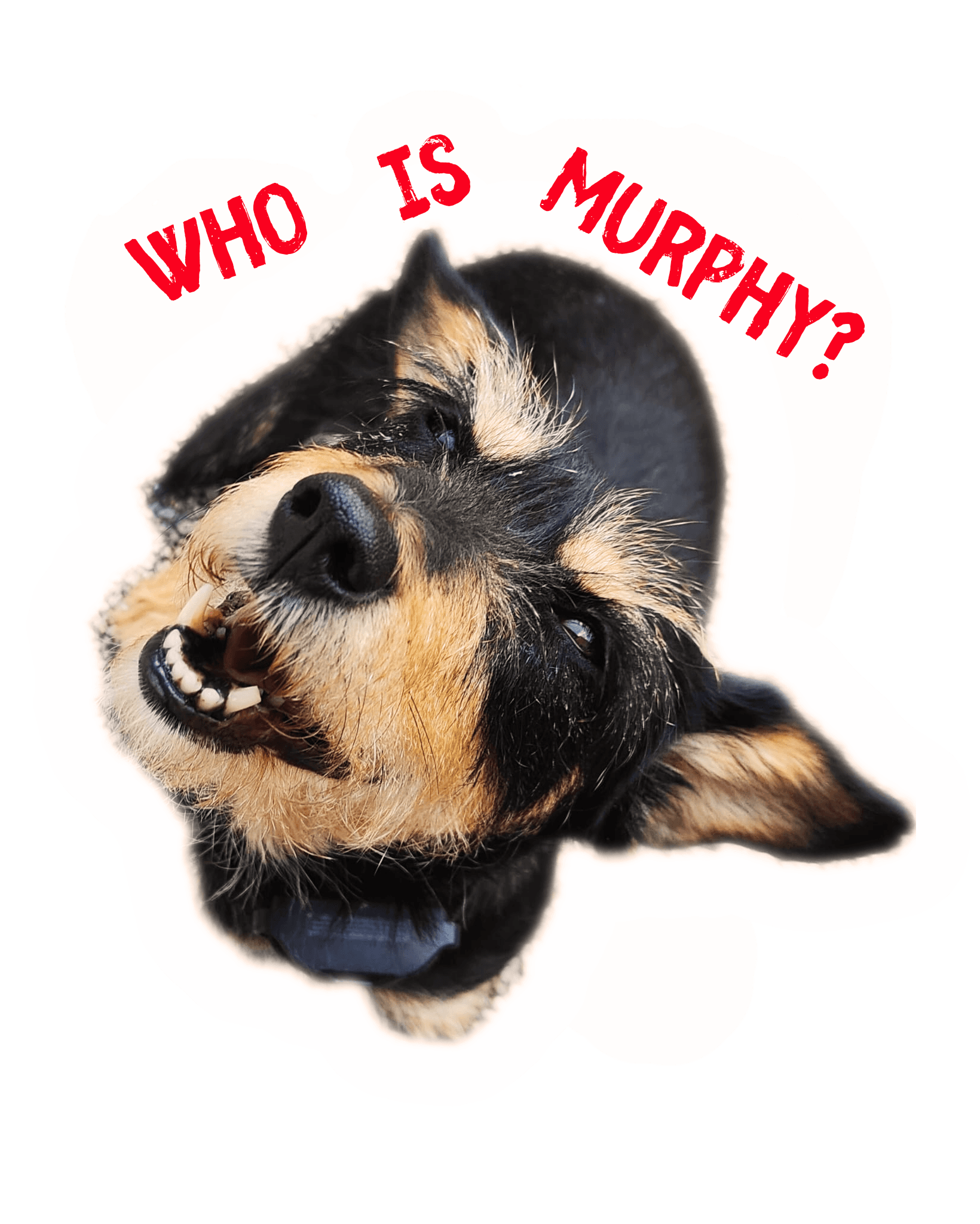 Murphy, das DDR-Dackel-Maskottchen von Doggy Bag Tours in Berlin